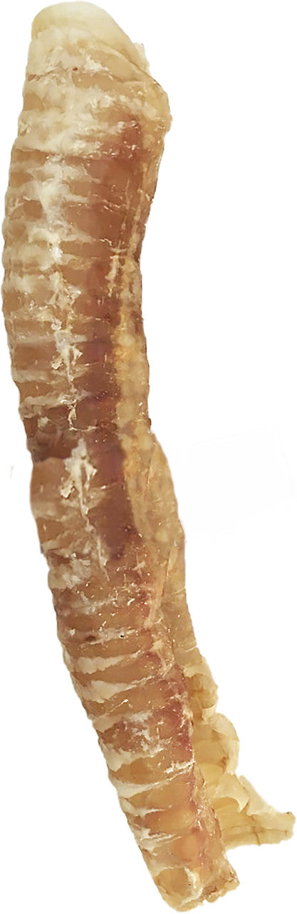 12" Trachea